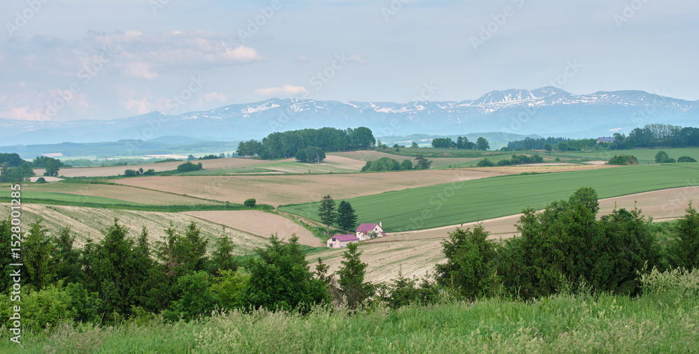 Fototapeta premium 美瑛町パノラマロードから望む初夏の風景 / Early Summer Landscape from Biei Panorama Road