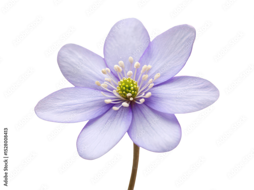 Obraz premium hepatica flower png early spring bloom png woodland flower png blue hepatica plant png ornamental wildflower png delicate garden flower png transparent background image