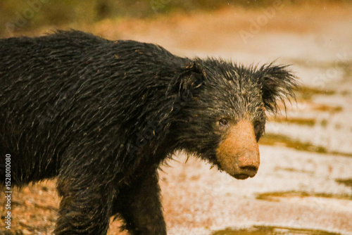 sloth bear from wild srilanka 