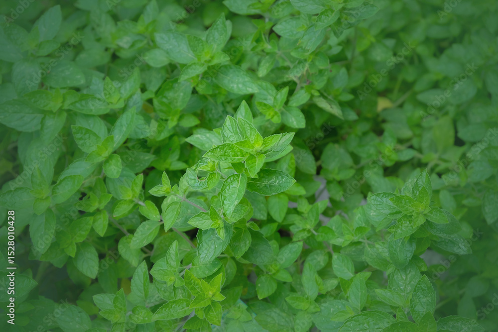 Fresh mint leaves on background. Fresh mint leaves on background.