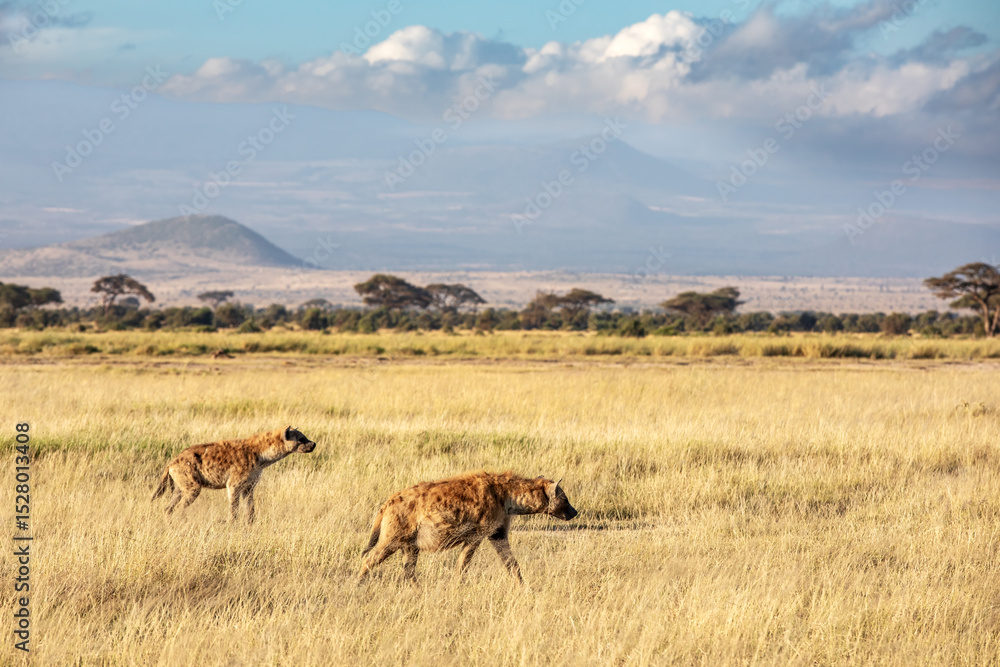 Fototapeta premium Hyenas in early morning light, walk in the long grass of Amboseli National Park, in the foothills of Mount Kilimanjaro, Kenya, Africa.