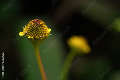 Macro Photograph of a Toothache Plant Flower (Acmella oleracea) with Detailed Yellow Dome-Like Head on a Dark Natural Background