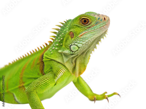 iguana animal png tropical lizard png green iguana close-up png exotic reptile species png herbivorous lizard png wildlife photography png transparent background image