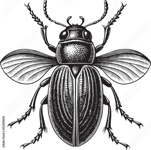 vector illustration of a black beetle