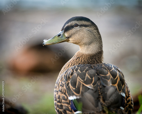 Colorful mallard, anas platyrhynchos, swimming on lake in spring nature. Wild male bird with green head floating on river in autumn. Colorful drake bathing in water.