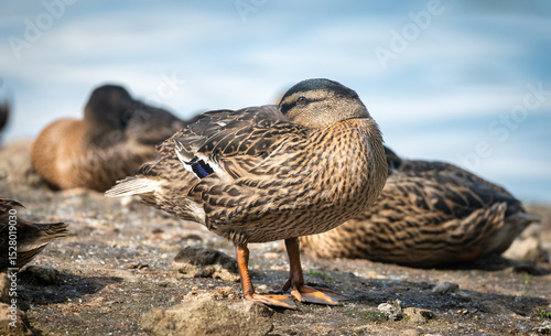 Colorful mallard, anas platyrhynchos, swimming on lake in spring nature. Wild male bird with green head floating on river in autumn. Colorful drake bathing in water.