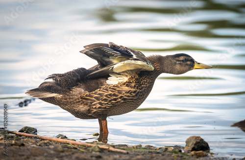 Colorful mallard, anas platyrhynchos, swimming on lake in spring nature. Wild male bird with green head floating on river in autumn. Colorful drake bathing in water.