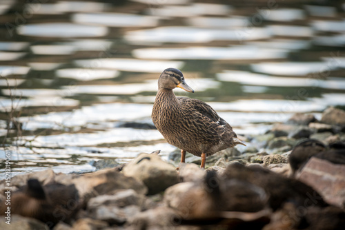 Colorful mallard, anas platyrhynchos, swimming on lake in spring nature. Wild male bird with green head floating on river in autumn. Colorful drake bathing in water.