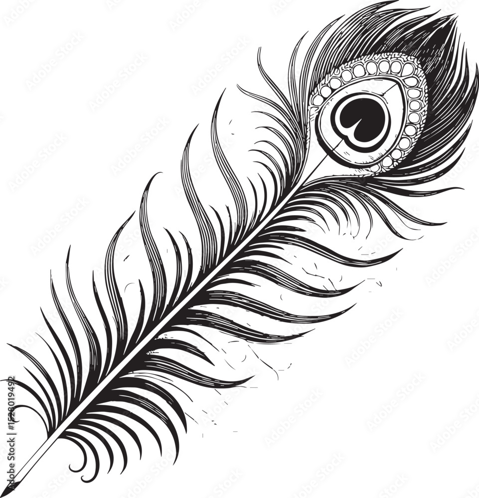 Obraz premium peacock feather vector illustration