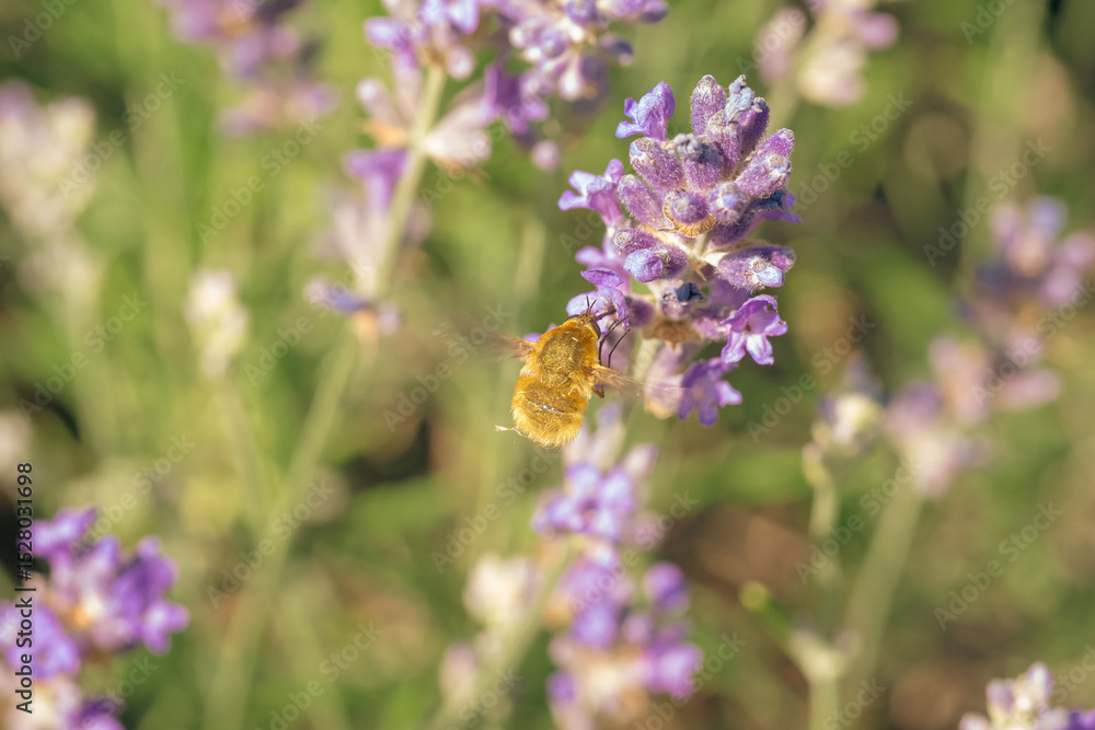 A Bee Fly hovers over lavender A Bee Fly hovers over lavender