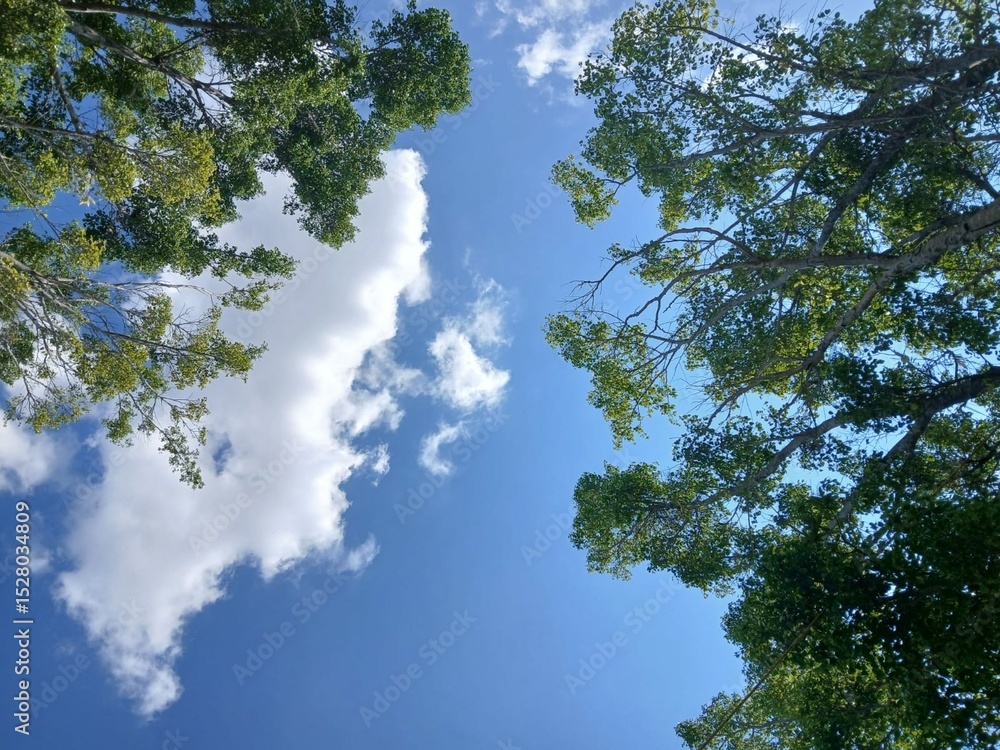 Fototapeta premium los cielos cuentan la gloria de Dios 