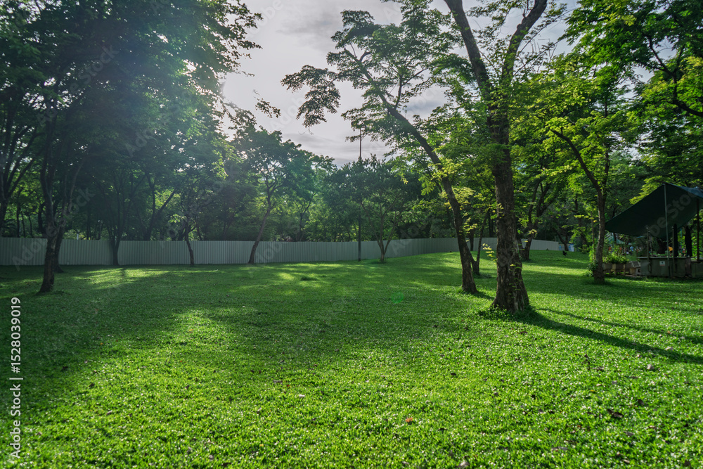 Fototapeta premium Beautiful nature at morning with sun in big city park