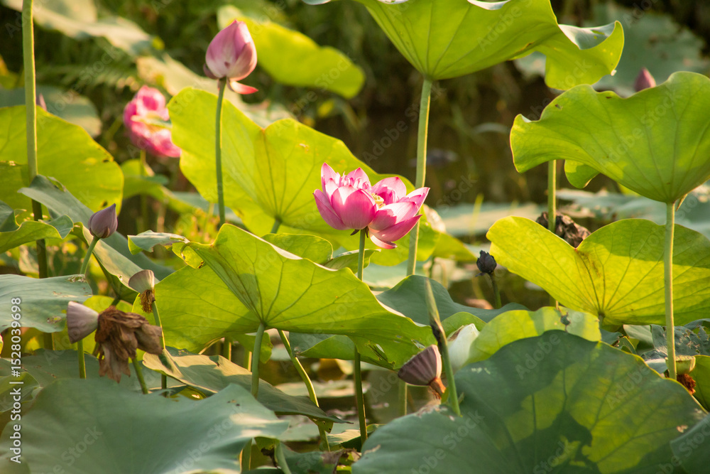 Obraz premium Pink lotus