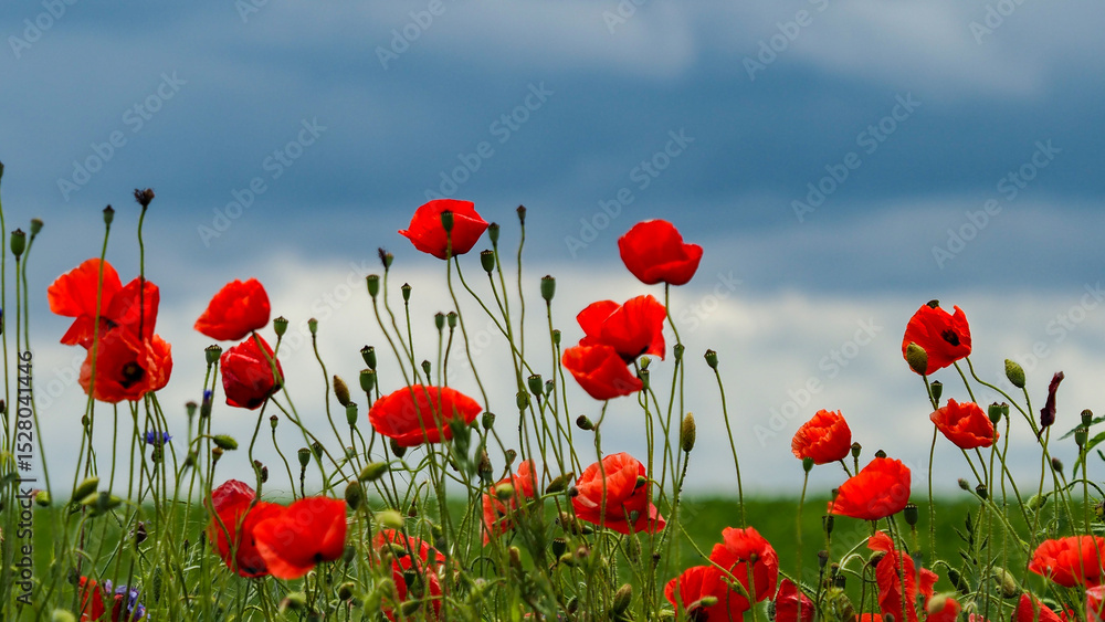 Fototapeta premium OLYMPUS DIGITAL CAMERA