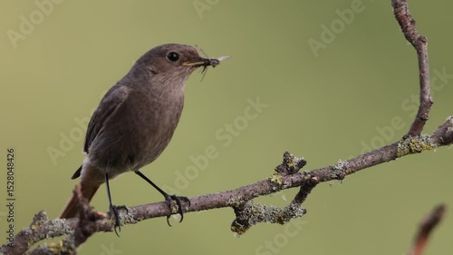 A common red start in the wild