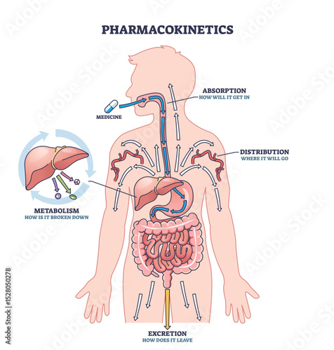 Pharmacokinetics shows how medicine is absorbed, distributed, metabolized, and excreted in the human body. Key objects, arrows, organs, medicine. Outline diagram