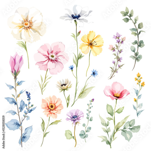 Wild flowers set, watercolor digital illustration.