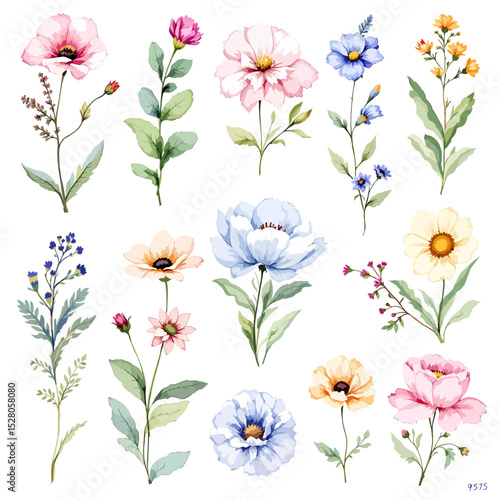 Wild flowers set, watercolor digital illustration.
