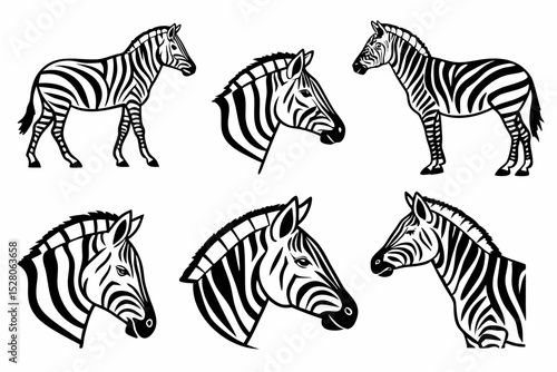 zebra