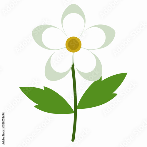 wood anemone flower on white background 