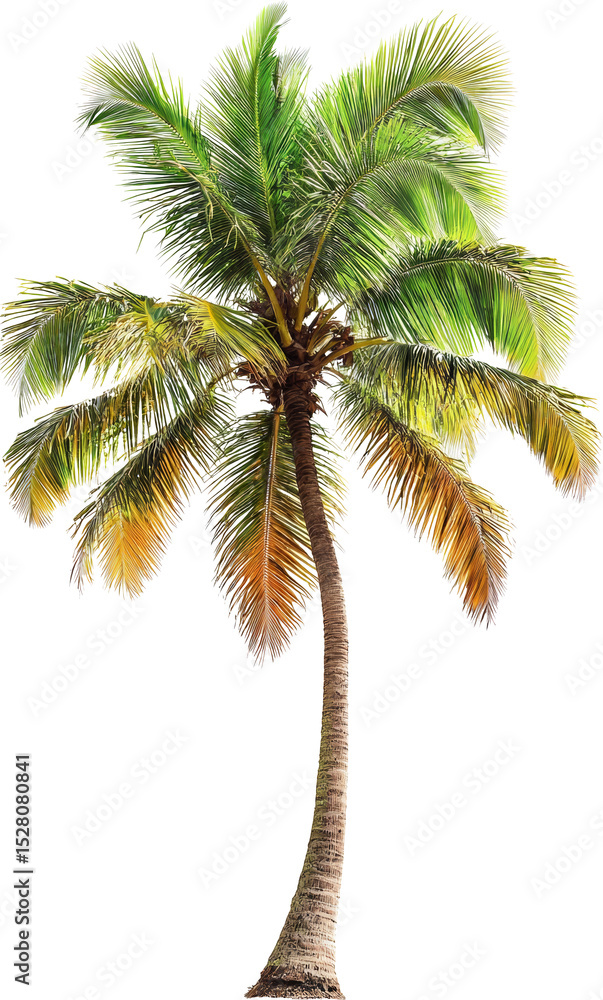 Obraz premium palm tree