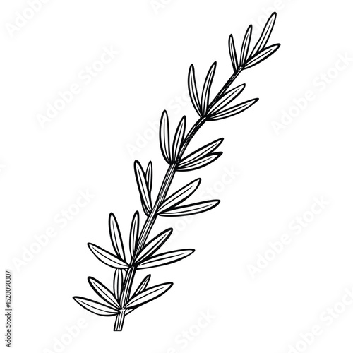 Vector illustration of a Thyme sprig in outline style. Hand drawn linear engraving for cooking book or menu design. Black etching of kitchen herb painted by black inks for recipe decoration.