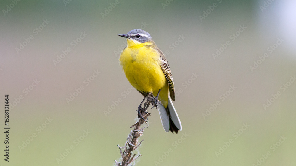 Fototapeta premium great tit parus major