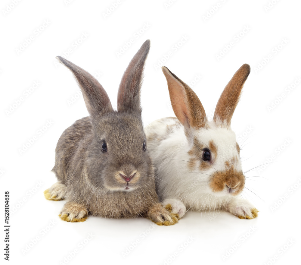 Fototapeta premium Two beautiful rabbits.