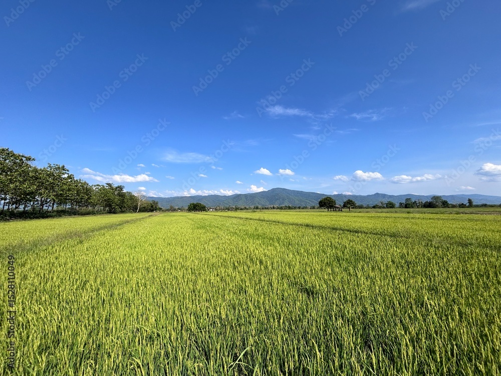 green field with blue sky. green field with blue sky.