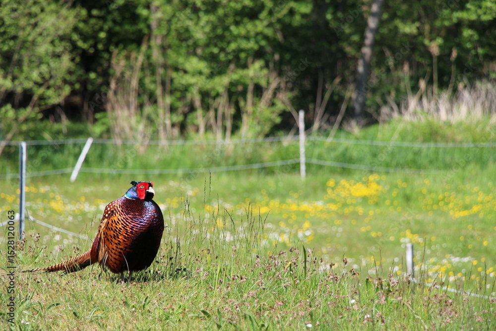 Fototapeta premium Pheasant on Spiekeroog