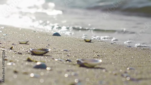 Wallpaper Mural Close-up beach sand with shells Torontodigital.ca