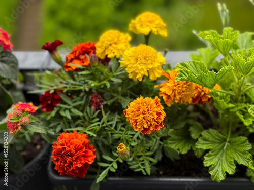 Blooming yellow orange and red Tagetes erecta marigolds decorative flowers in flower pot in balcony garden close up