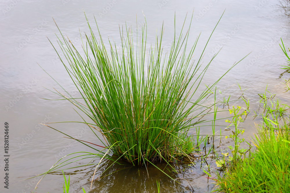 Obraz premium An islet of green grass grows directly from the water, creating a natural element in the reservoir. The image highlights the resilience and beauty of riparian plants thriving in a humid environment.