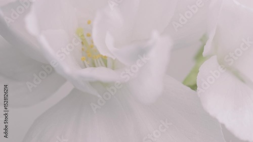 Close up slow motion dolly of white cherry blossoms moving towards camera coming into focus
