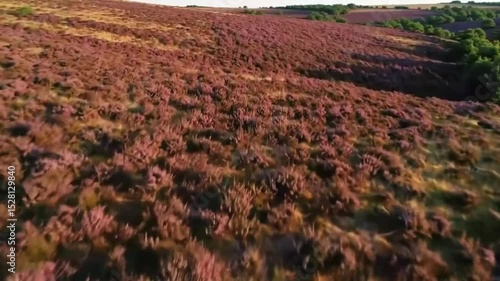 Aerial view of a purple-pink heath landscape