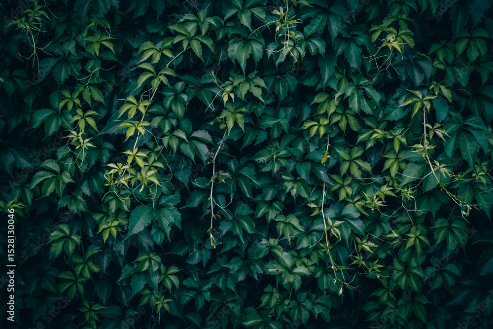 Dark green Japanese creeper leaves texture Dark green Japanese creeper leaves texture