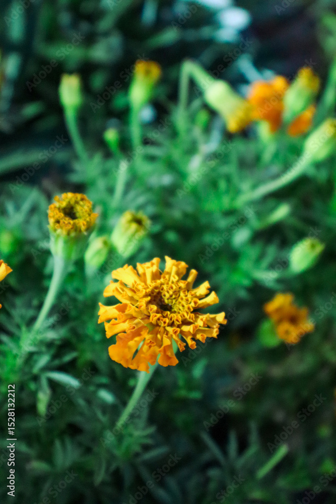Yellow flower with green bush in the daylight Yellow flower with green bush in the daylight