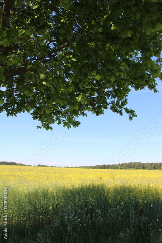Blue sky and yellow rapeseed field
