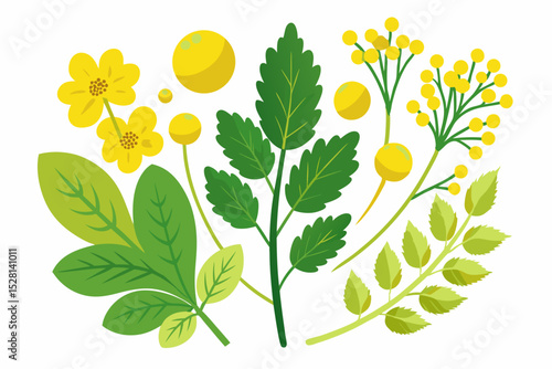 Botanical illustration of mustard plant with yellow flowers, green leaves, black and yellow mustard seeds, and seed pods. Herbal and culinary-themed flat lay design on a white background, ideal for ed