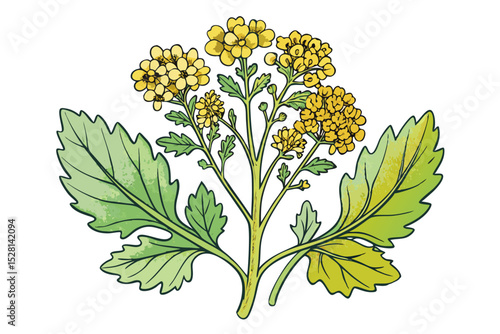 Botanical illustration of mustard plant with yellow flowers, green leaves, black and yellow mustard seeds, and seed pods. Herbal and culinary-themed flat lay design on a white background, ideal for ed