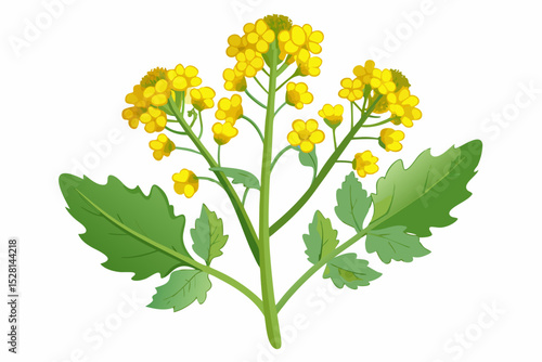 Botanical illustration of mustard plant with yellow flowers, green leaves, black and yellow mustard seeds, and seed pods. Herbal and culinary-themed flat lay design on a white background, ideal for ed