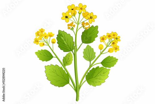 Botanical illustration of mustard plant with yellow flowers, green leaves, black and yellow mustard seeds, and seed pods. Herbal and culinary-themed flat lay design on a white background, ideal for ed