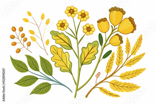 Botanical illustration of mustard plant with yellow flowers, green leaves, black and yellow mustard seeds, and seed pods. Herbal and culinary-themed flat lay design on a white background, ideal for ed