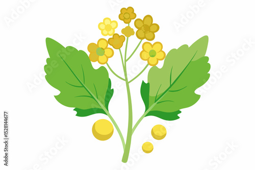 Botanical illustration of mustard plant with yellow flowers, green leaves, black and yellow mustard seeds, and seed pods. Herbal and culinary-themed flat lay design on a white background, ideal for ed