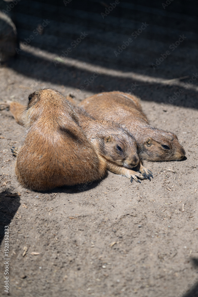 Obraz premium Three adorable capybaras resting together on sandy ground in a sunny enclosure
