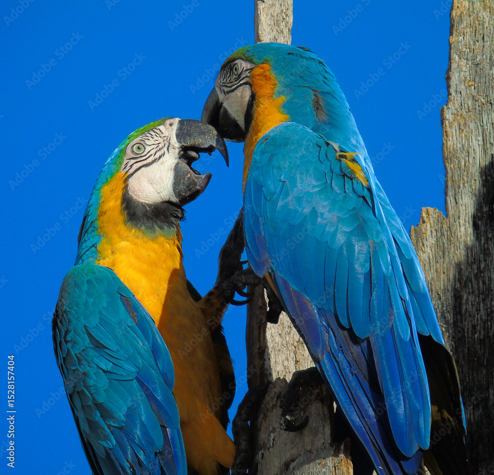 Fototapeta premium Blue and yellow macaw 