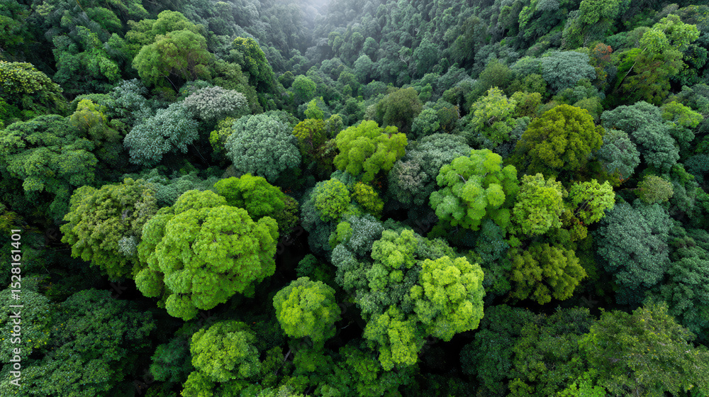 Naklejka premium dense rainforest in armenia at high noon captured from topdown perspective