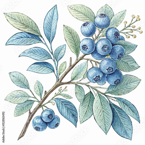 Classical botanical illustration of a blueberry branch in blue and green, representing healthy superfoods, with copy space