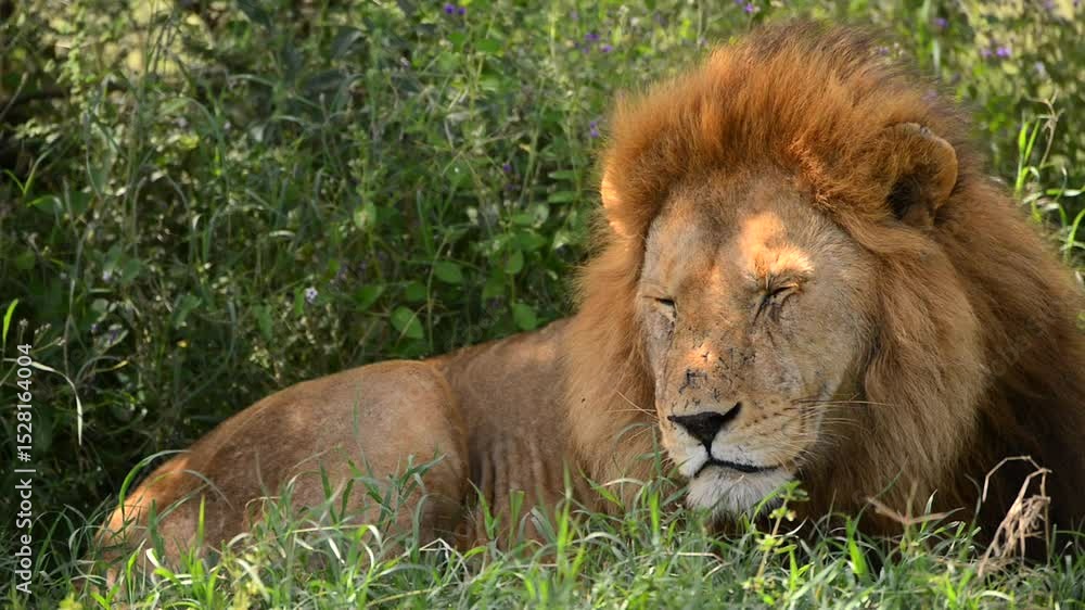 Mature Beautiful Male Lion Resting Tanzania Grassland Mature Beautiful Male Lion Resting Tanzania Grassland