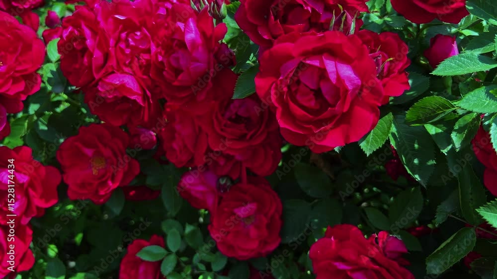 Closeup panorama of flowering red rose bush Closeup panorama of flowering red rose bush